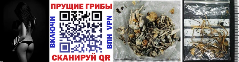 Псилоцибиновые грибы Psilocybine cubensis  Норильск 